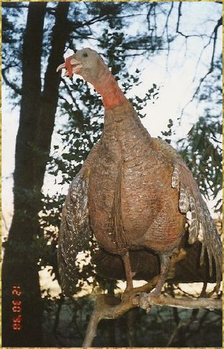 Standing Turkey